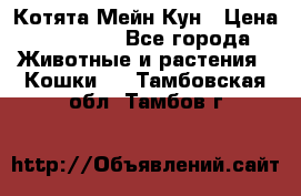 Котята Мейн Кун › Цена ­ 15 000 - Все города Животные и растения » Кошки   . Тамбовская обл.,Тамбов г.